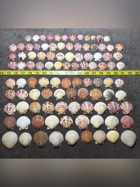 100 - Sanibel Island Scallop Seashell Collection.  Great for crafters.